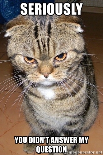 An upset-looking cat: "Seriously, you didn't answer my question"