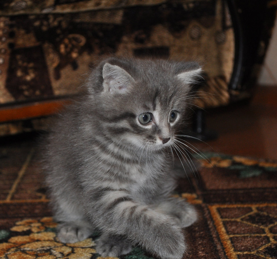 Photo of a Kitten